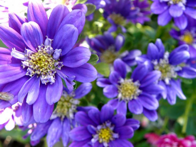 SERCA SKURCZ - TELL HIM