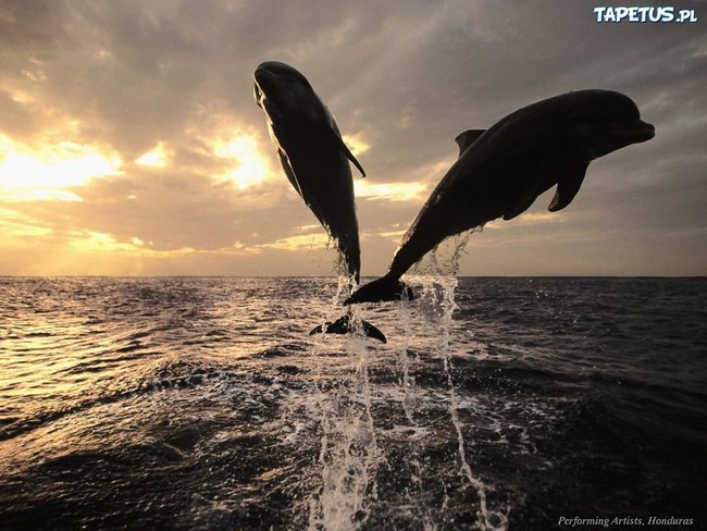 Blue Delphin-Niebieski Delfin-Richard Claydermann