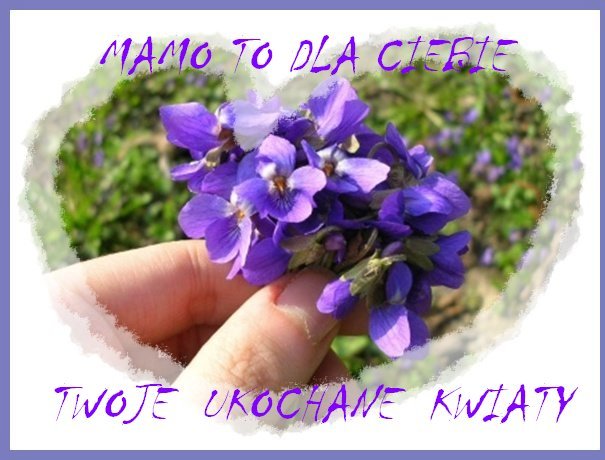 Ten slajd jest poświęcony mojej mamie ,która odeszła miesiąc temu 20 sierpnia tego roku.