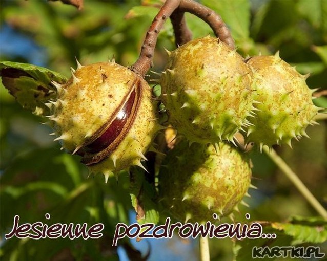 JESIENNE POZDROWIENIA.