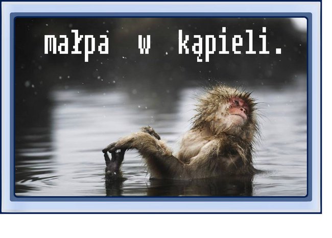 Małpa  w kąpieli.