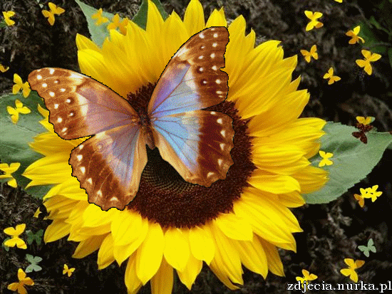 WITAM WASZ KOCHANI PRZYJACIELE