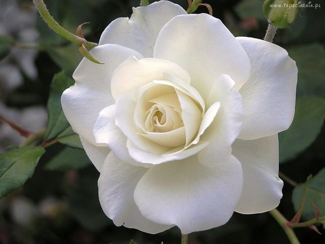 ściskam gorąco, całuje słodko!