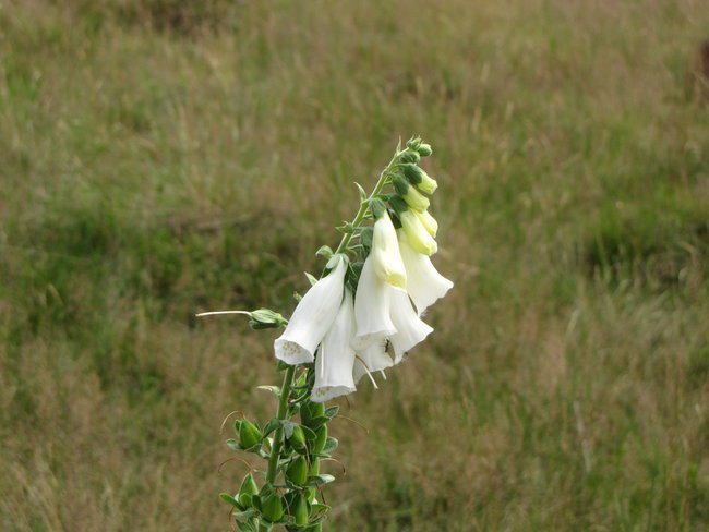Górska flora