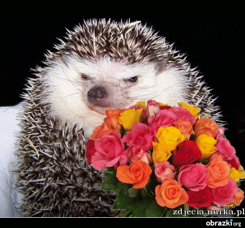 W Dniu Urodzin Dla Danusi :)