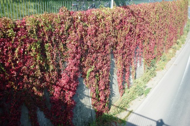 Co mnię cieszy, wśród życia zamieci.