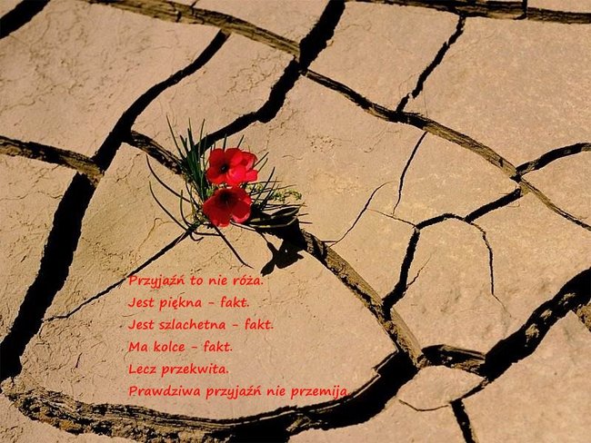 Dla moich znajomych i przyjaciół z NK