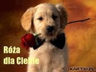 IMIENINOWO DLA URSZULI SIPIŃSKIEJ