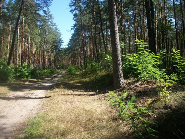 TERESA KOZAK  29.10.2012.R P0ZNAŃ