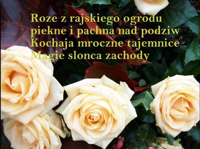 Róże Dla Ciebie