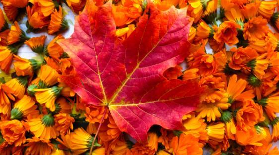 Jesienne dziewczyny****