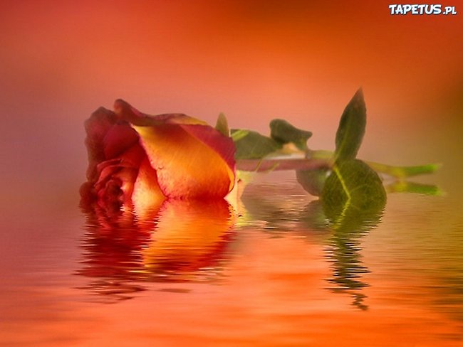 Dla Ciebie Skarbie Mój