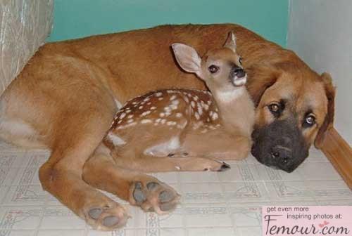 Ach .... te zwierzaki !