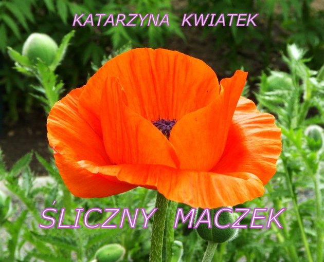 UKOCHANY KWIATUSZEK - MACZEK