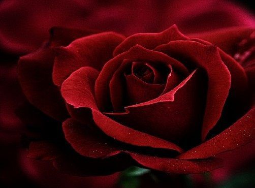 O MILOSCI..NA DOBRANOC..:)))