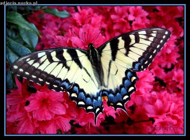 DLA ## CIEBIE  ####   BUZIAKI