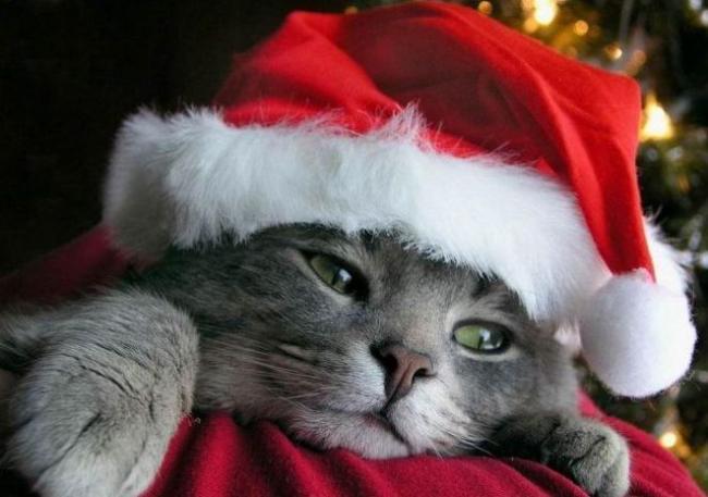 Kochani Wspaniałych ŚWIĄT BOŻEGO NARODZENIA WSZYSTKIM WAM ŻYCZĘ DO ZOBACZENIA PO ŚWIĘTACH :):):)