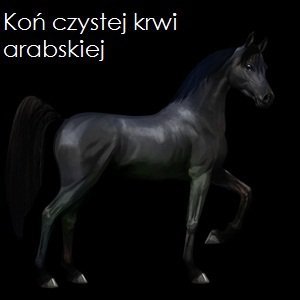 konie na polskim howrse