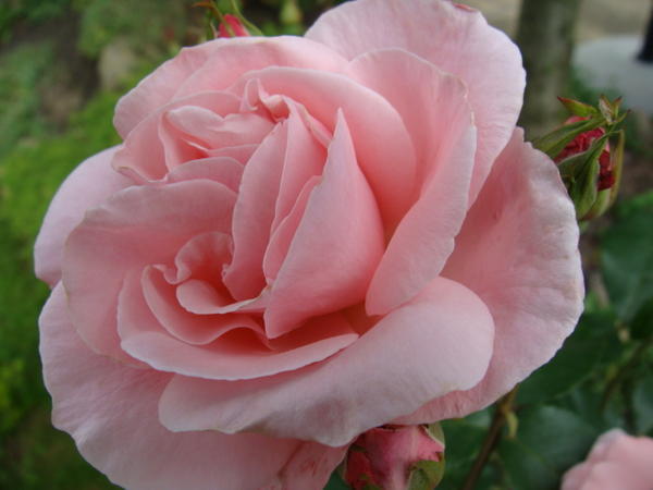 Moi Przyjaciele z nk