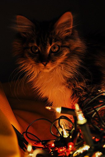 Wesołych Świąt! ^^