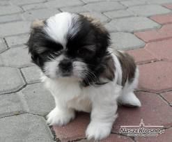 Shih Tzu najlepsza rasa