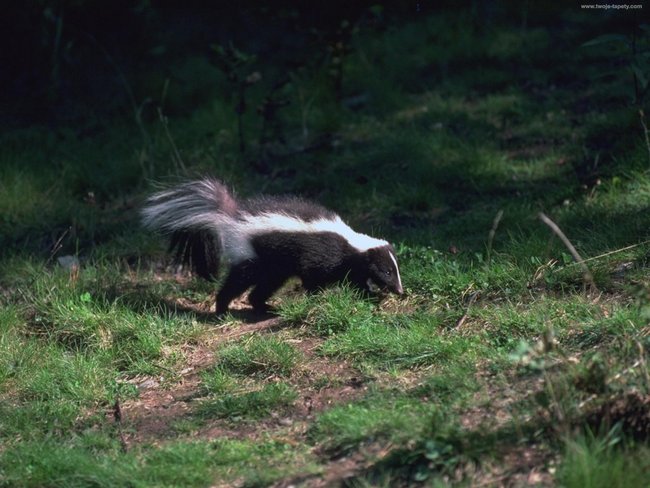DLA SLAJDZIKOWYCH SKUNKSÓW