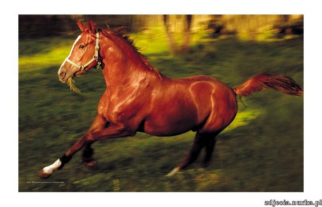 DLA   JANUSZKA  I  HALINKI -   POZDRAWIAM