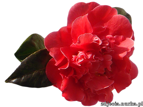 DLA  ## CIEBIE ####   BUZIACZKI