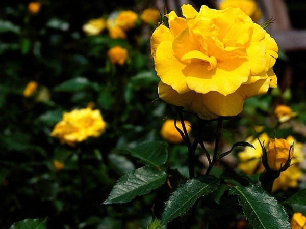 Zawsze przy Tobie....Marysia z Nysy,-