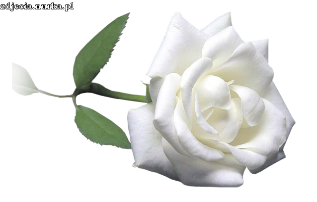 DLA  ###  CIEBIE ###   MILEGO  WIECZORKU  I  DOBREJ  NOCKI  TOBIE  ZYCZE  ###