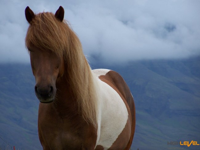 Konie na nieboskłonie