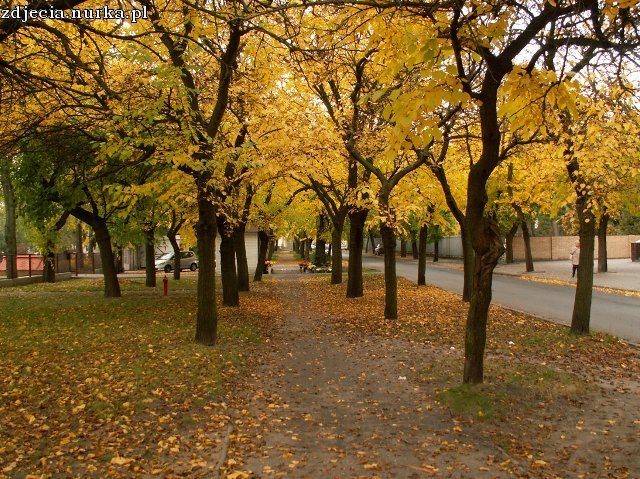 Jesień idzie przez park...