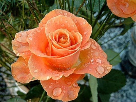 PODZIĘKOWANIA ZA ŻYCZENIA