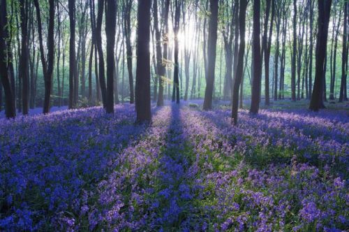 Pięknie I Prawdziwe