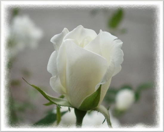 Pozdrawiam serdecznie i życze miłego WEEKENDU.Bożena