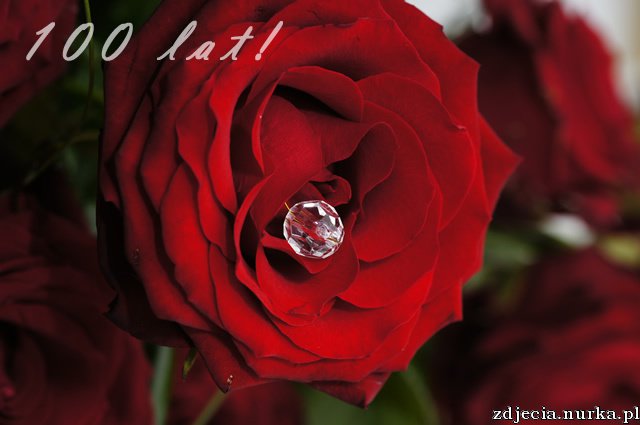 STO LAT URODZINOWE DLA PRZYJACIÓŁ Z NK KTÓRZY DZIŚ MAJĄ URODZINY