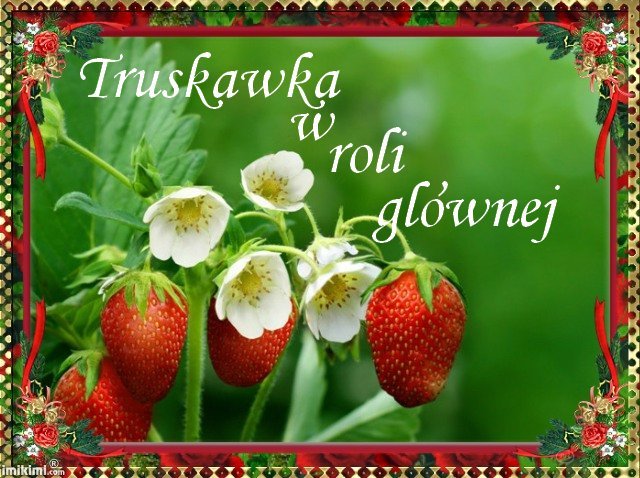 Truskawka w roli głównej.