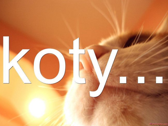 koty na wesoło...