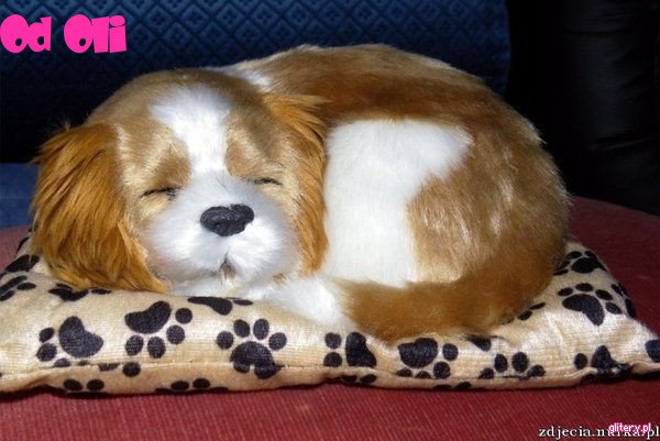 moi drodzy przyjaciele