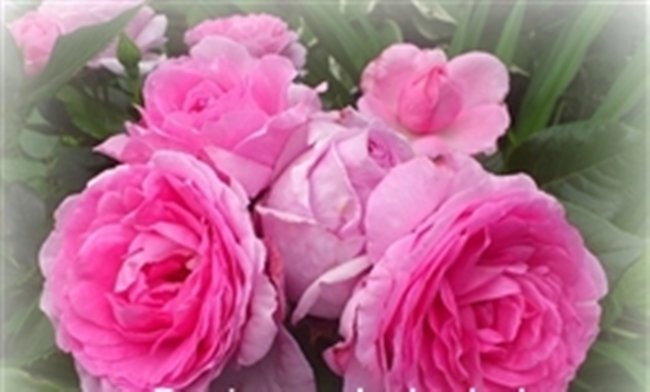 W dniu imienin Joli:))