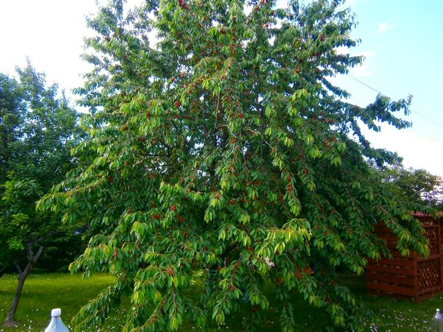 Szpaki na czereśniach.