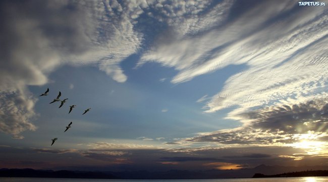 Jak wędrowne ptaki...