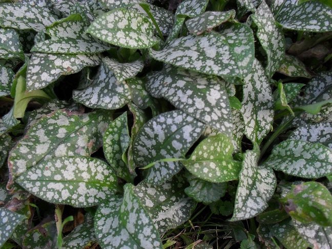 mój ogród przydomowy...