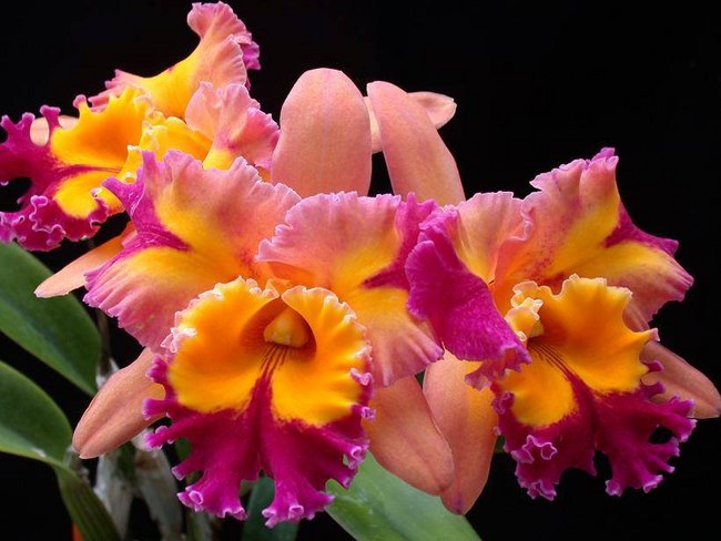 DLA NINECZKI I DANUSI...