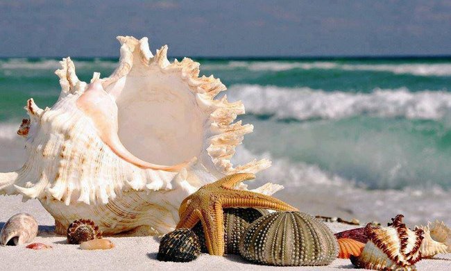 BLEKITNY MALY KWIAT.....