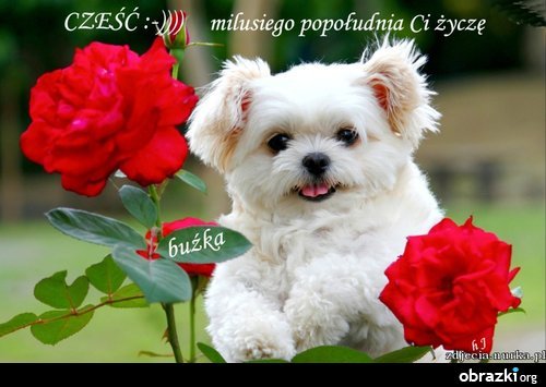 ZOFIA ANNA . BIALE RÓŻE