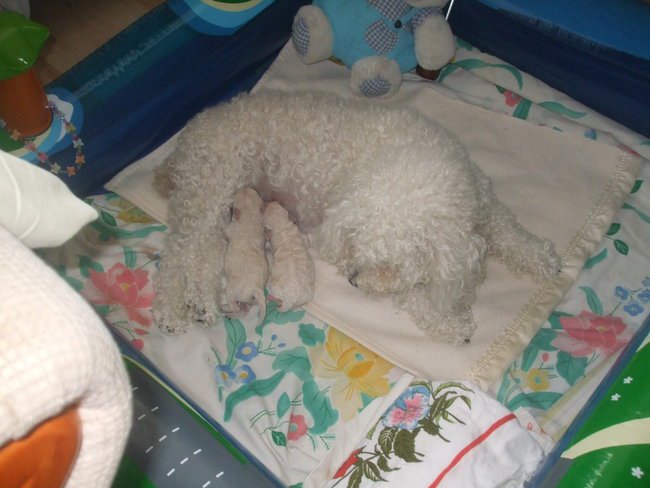 Mama  Zula i jej maleństwa ( pudelki )