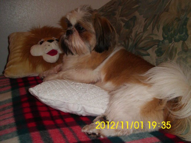 Najkochanszy Pies Swiata