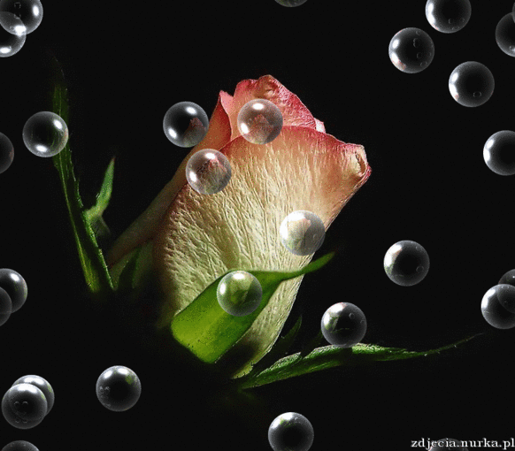 W DNIU URODZIN DLA ELI