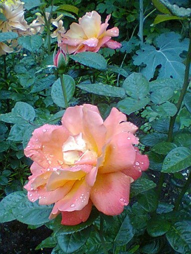 moje kwiatuszki w lipcu 2013:)